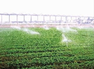 蔬菜灌溉方法