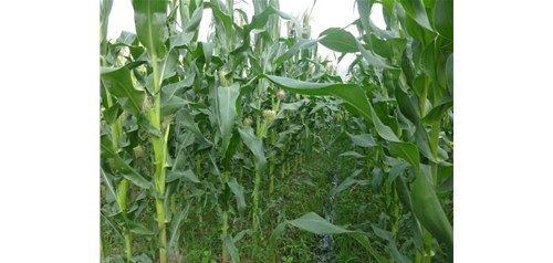 玉米地节水灌溉怎么做效果好