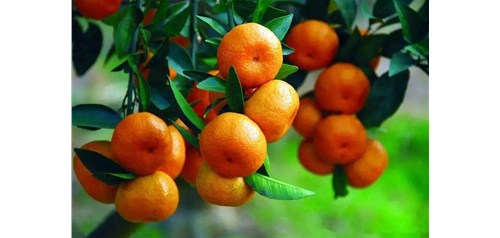 种柑橘是喷灌好还是滴灌好